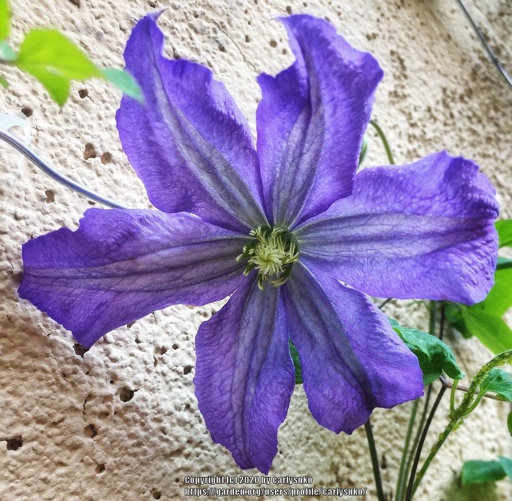 Photo of Clematis 'Prince Charles' uploaded by carlysuko