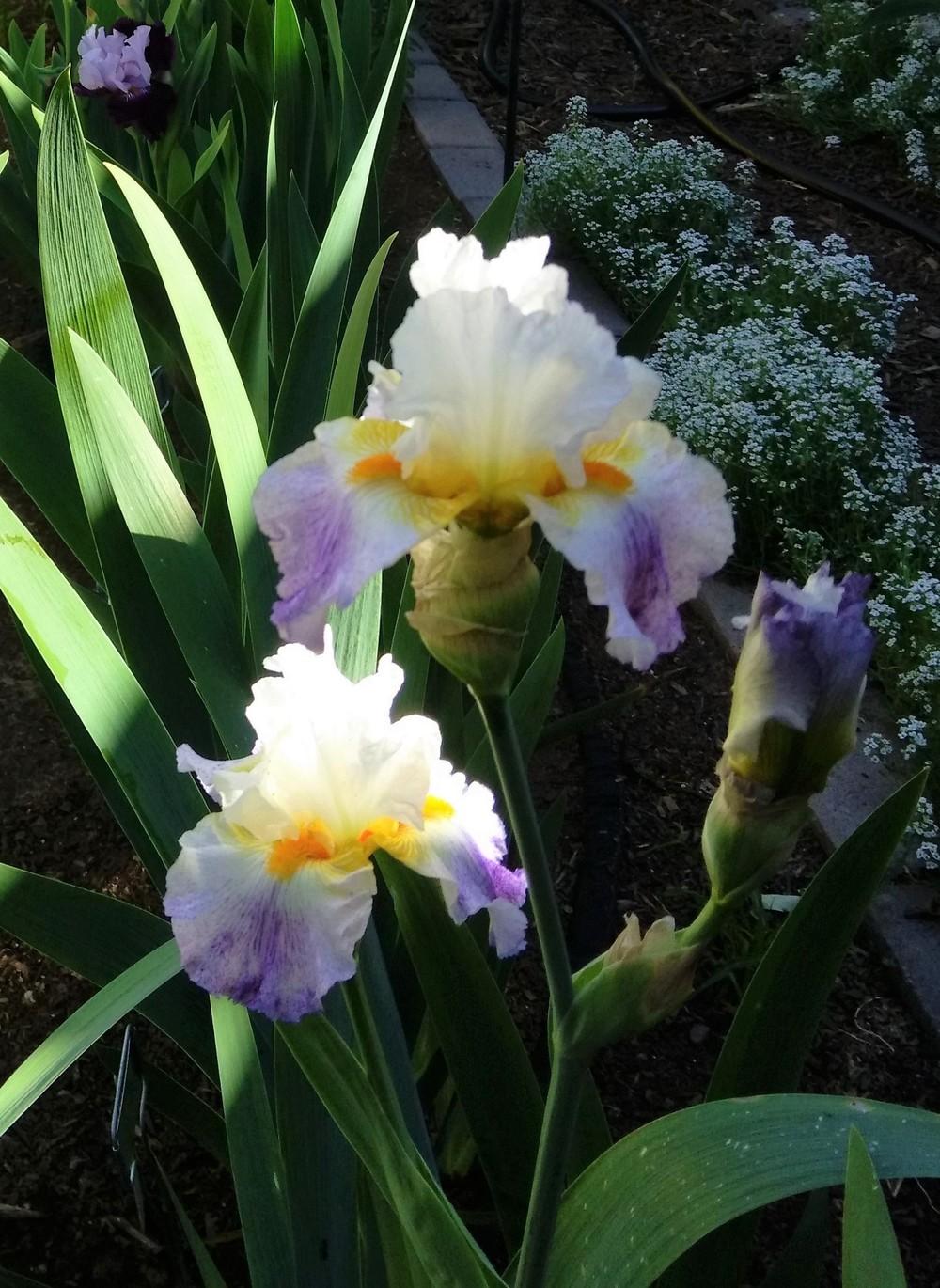 Photo of Tall Bearded Iris (Iris 'Arctic Burst') uploaded by cocoajuno
