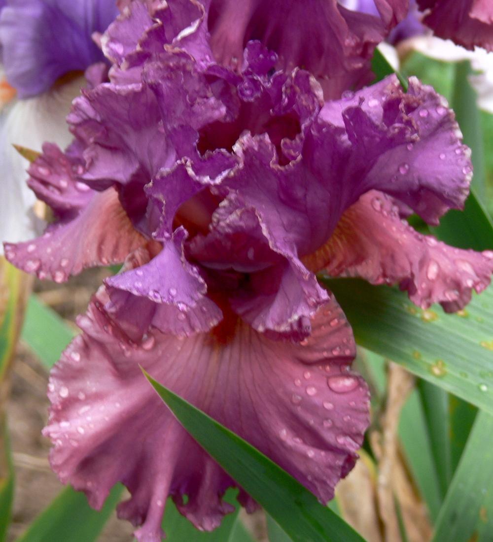 Photo of Tall Bearded Iris (Iris 'Fashionably Late') uploaded by janwax