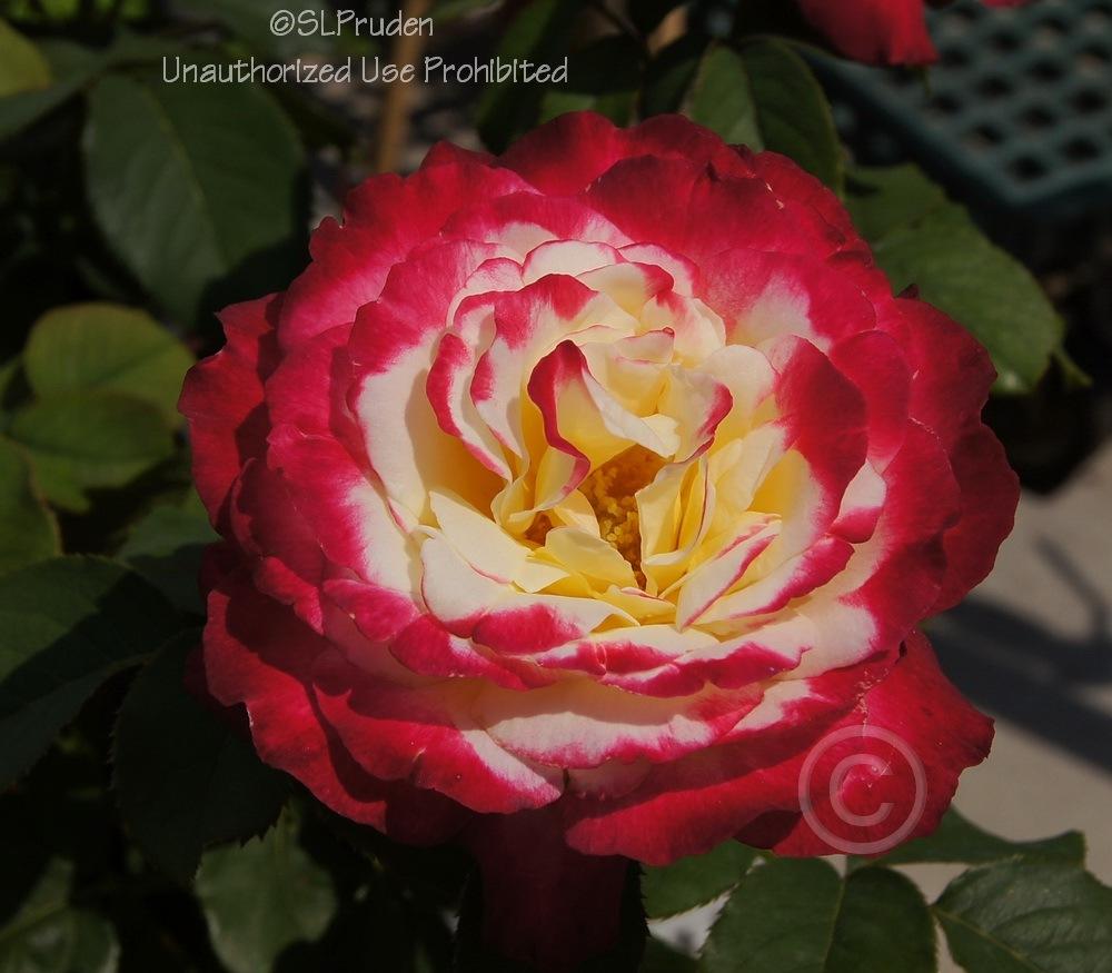 Photo of Hybrid Tea Rose (Rosa 'Double Delight') uploaded by DaylilySLP