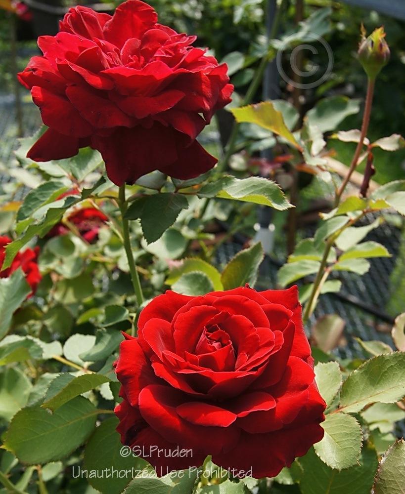 Photo of Rose (Rosa 'Don Juan') uploaded by DaylilySLP