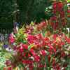 - A lovely old fashioned Weigela that blooms abundantly, in seaso