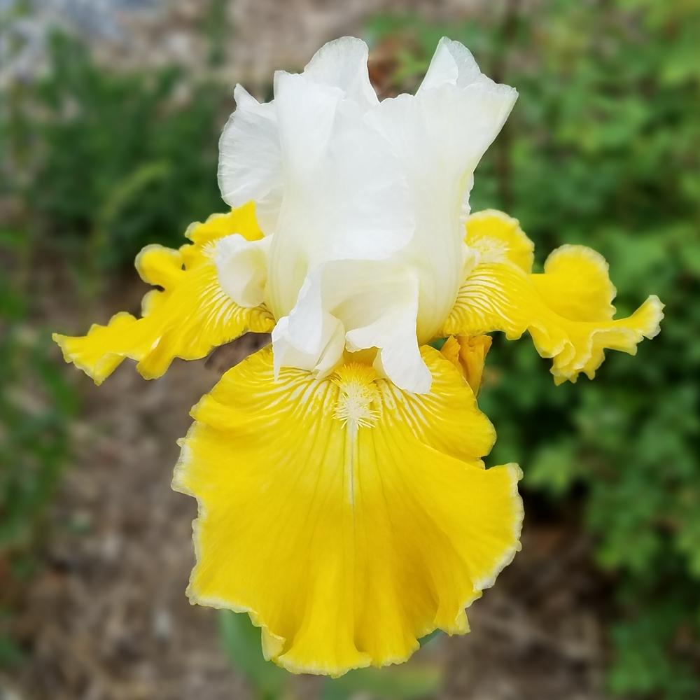 Photo of Tall Bearded Iris (Iris 'Lemon Cloud') uploaded by OrganicJen