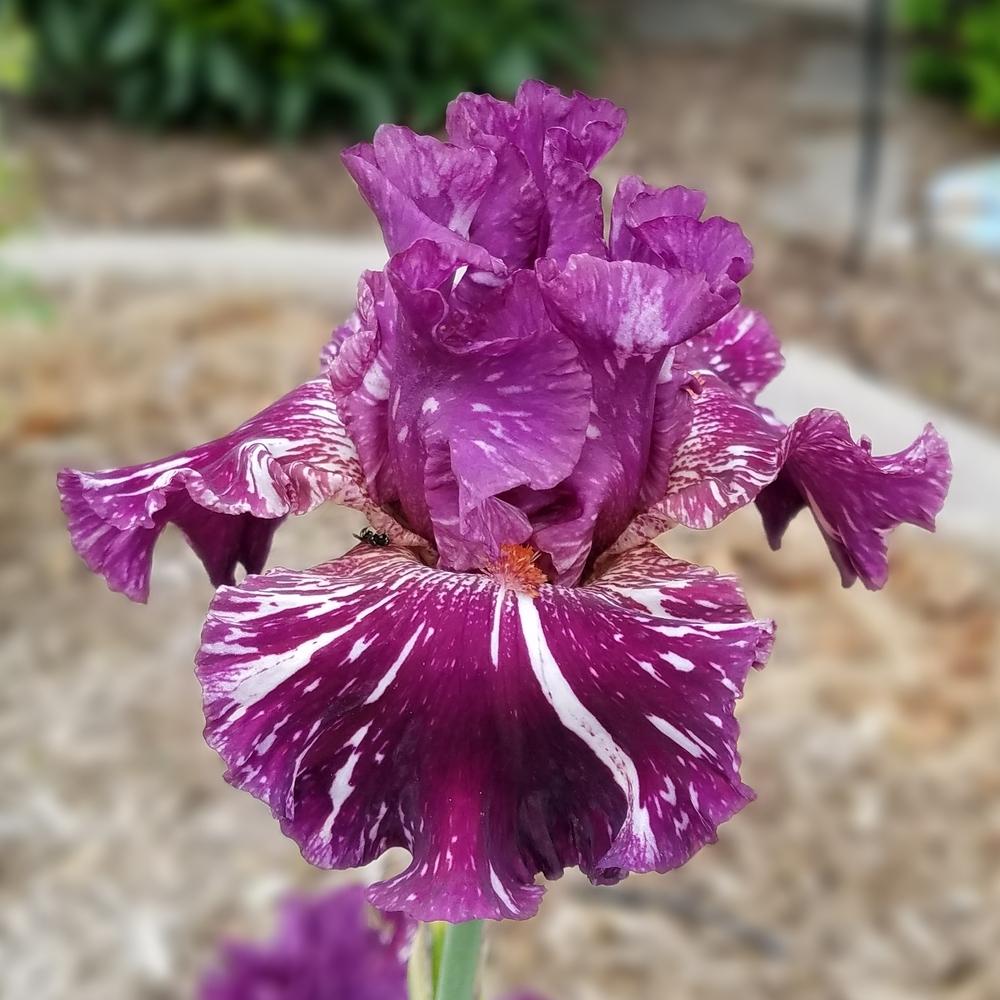 Photo of Tall Bearded Iris (Iris 'Peekaboo Zebu') uploaded by OrganicJen