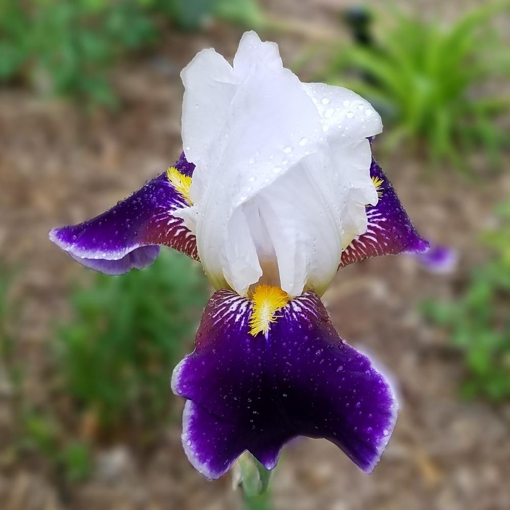 Photo of Tall Bearded Iris (Iris 'Wabash') uploaded by OrganicJen