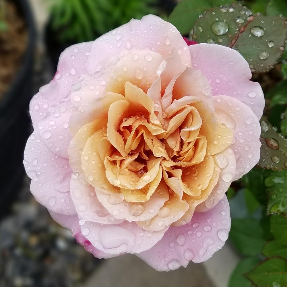 Photo of Rose (Rosa 'Distant Drums') uploaded by OrganicJen