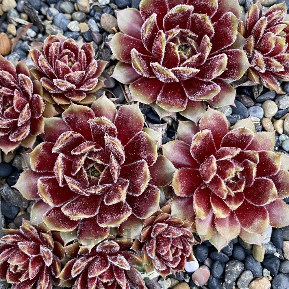 Photo of Hen and Chicks (Sempervivum 'Rhubarb Crumble') uploaded by Patty