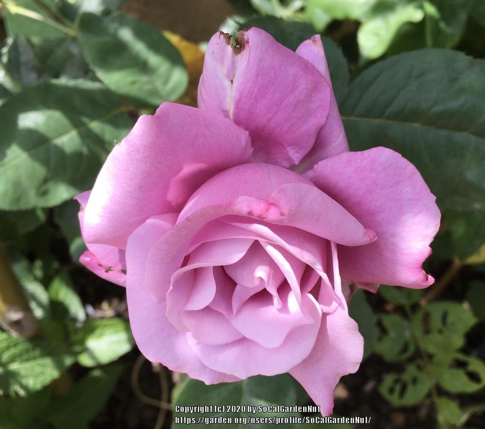 Photo of Rose (Rosa 'Charles de Gaulle') uploaded by SoCalGardenNut