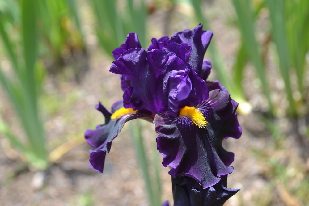 Photo of Border Bearded Iris (Iris 'Lady of the Night') uploaded by aikenforflowers