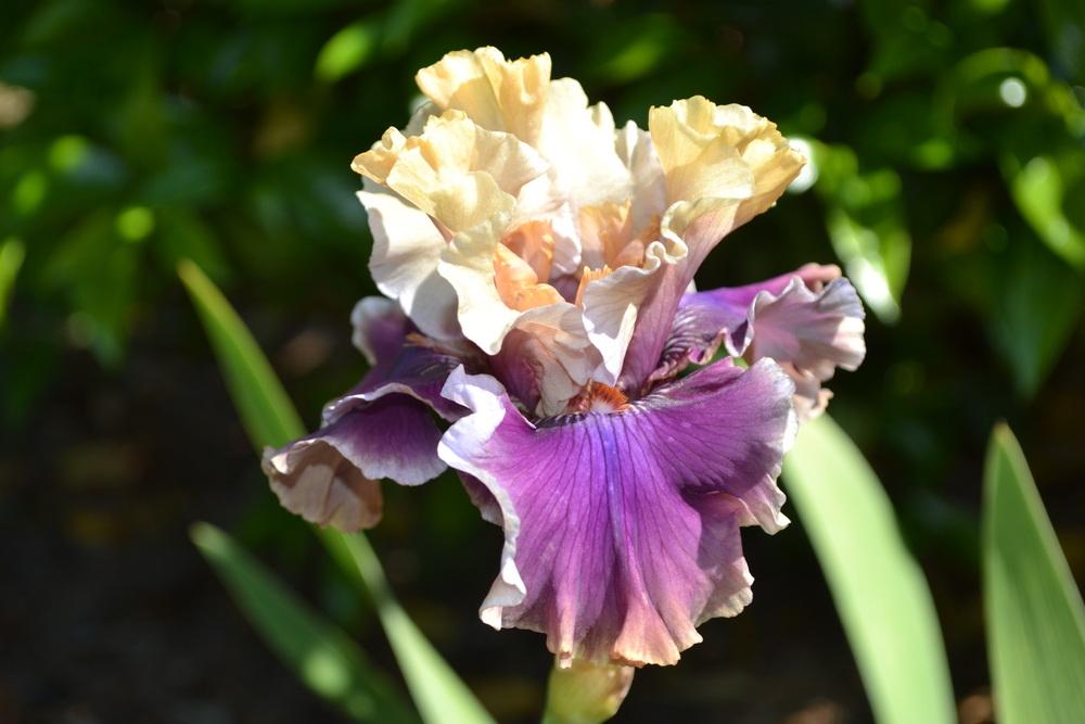 Photo of Tall Bearded Iris (Iris 'Smoke and Thunder') uploaded by aikenforflowers