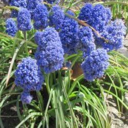 Location: Toronto, Ontario
Date: 2020-05-13
Grape Hyacinth (Muscari armeniacum 'Blue Spike') in May.