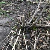 New growth emerging from the taproot of a Swamp Milkweed planted 