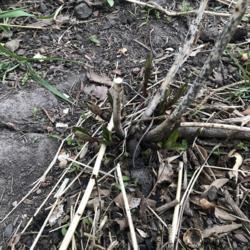 Location: Saint Paul, Minnesota
Date: 2020-05-13
New growth emerging from the taproot of a Swamp Milkweed planted 