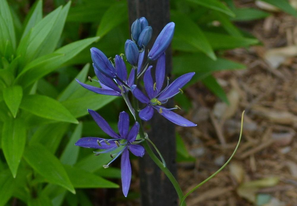Photo of Camas Lily (Camassia quamash 'Blue Melody') uploaded by jmorth