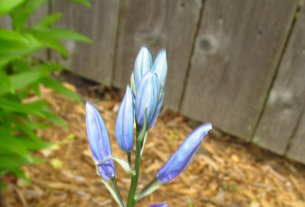 Photo of Camas Lily (Camassia quamash 'Blue Melody') uploaded by jmorth