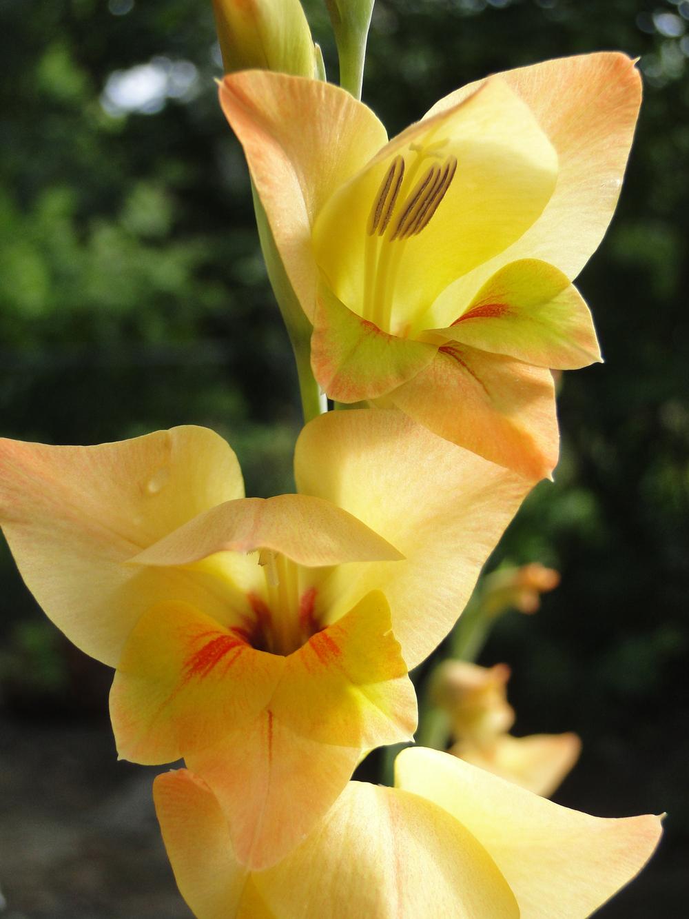 Photo of Hybrid Gladiola (Gladiolus 'Boone') uploaded by lauriemorningglory