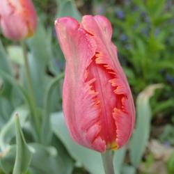 Location: southeast Nebraska
Date: 2019-04-30
Wonderfully fragant tulip.