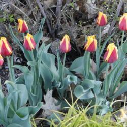 Location: southeast Nebraska
Date: 2019-04-18
 Perennial tulip. Yellow/red color remains distinct as bloom ages
