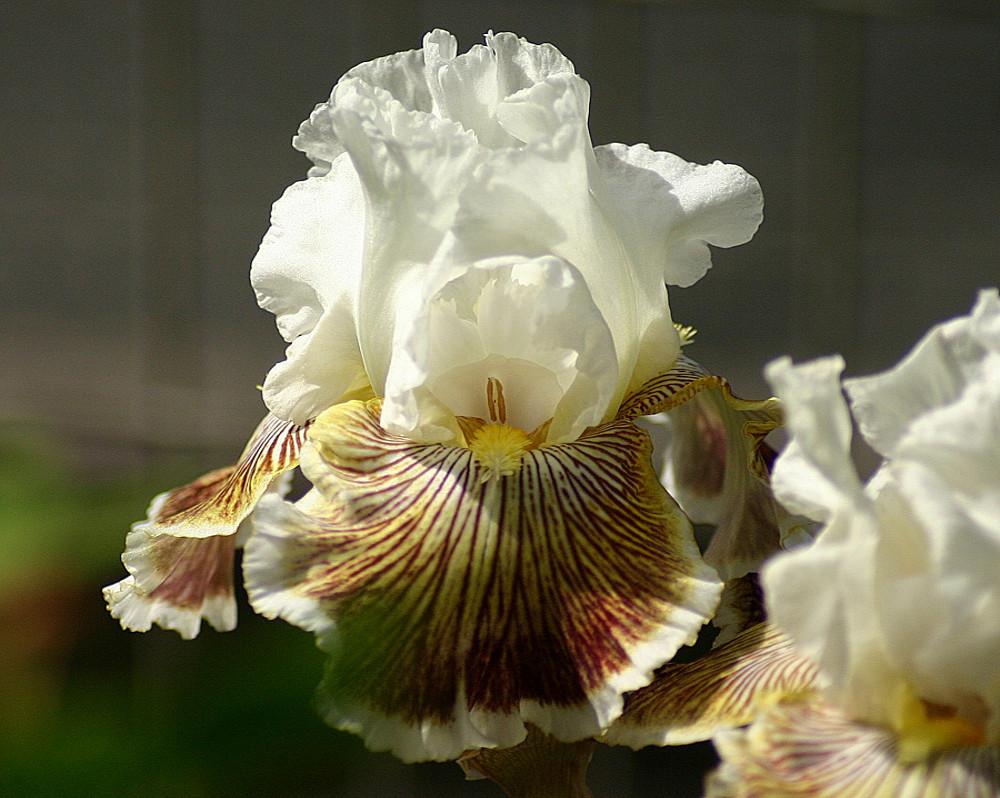 Photo of Tall Bearded Iris (Iris 'Spring Madness') uploaded by loosertora