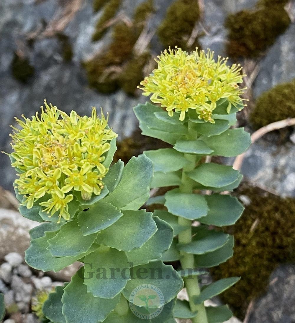 Photo of Rosewort (Rhodiola rosea) uploaded by springcolor