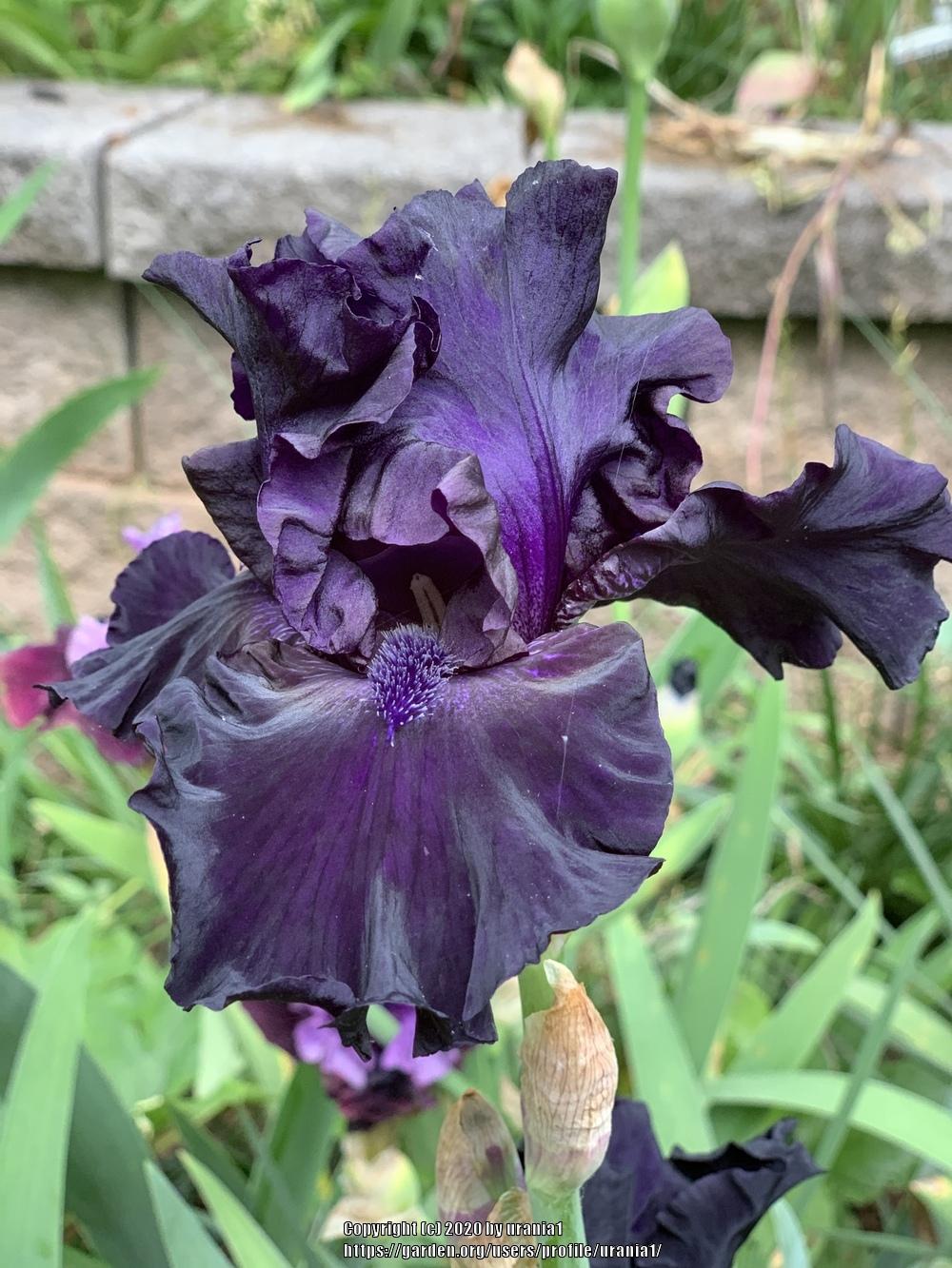 Photo of Tall Bearded Iris (Iris 'Obsidian') uploaded by urania1