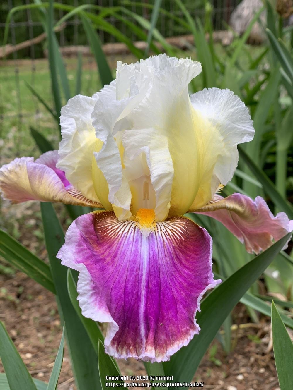 Photo of Tall Bearded Iris (Iris 'Dawn Eternal') uploaded by urania1