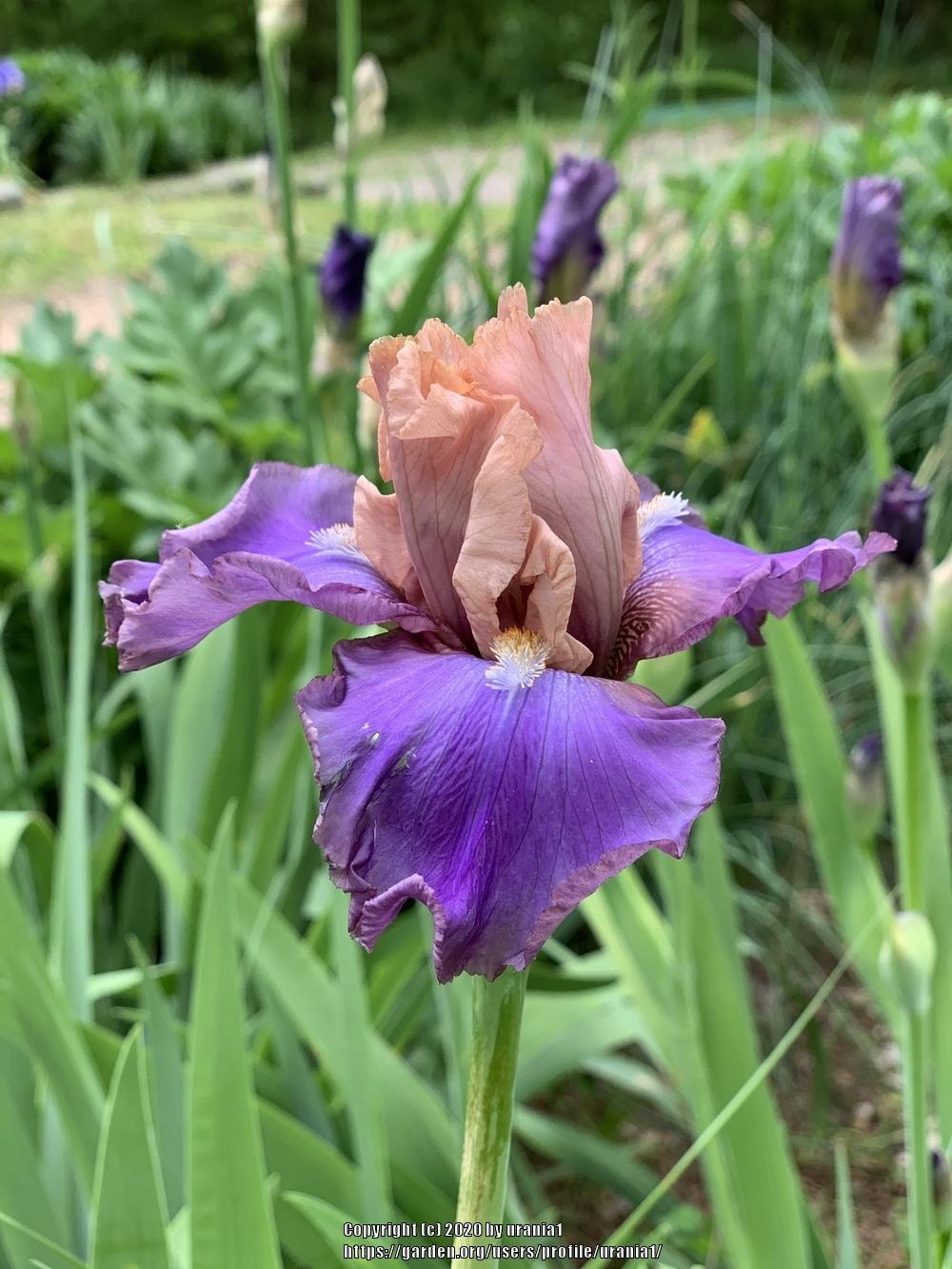 Photo of Tall Bearded Iris (Iris 'Poem of Ecstasy') uploaded by urania1