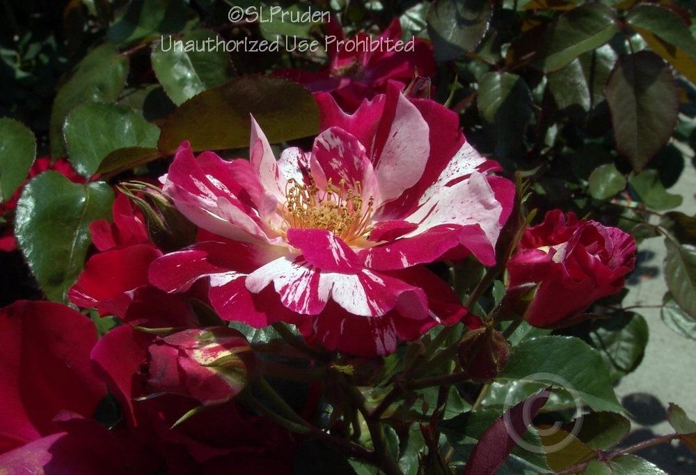 Photo of Large-Flowered Climbing Rose (Rosa 'Fourth of July') uploaded by DaylilySLP