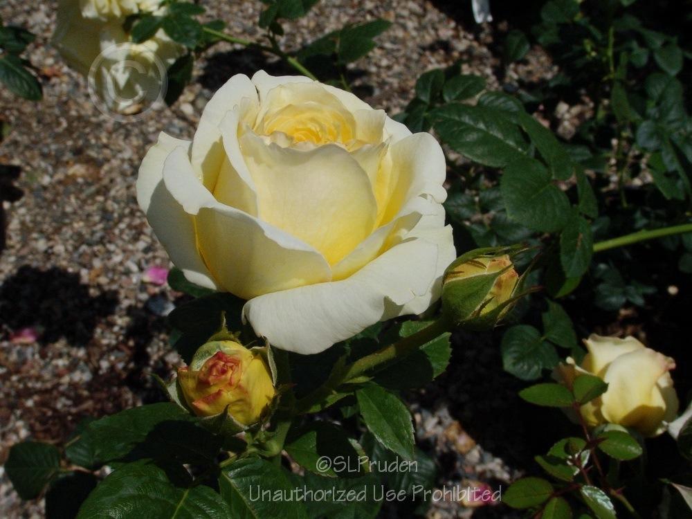 Photo of Rose (Rosa 'Full Moon Rising') uploaded by DaylilySLP