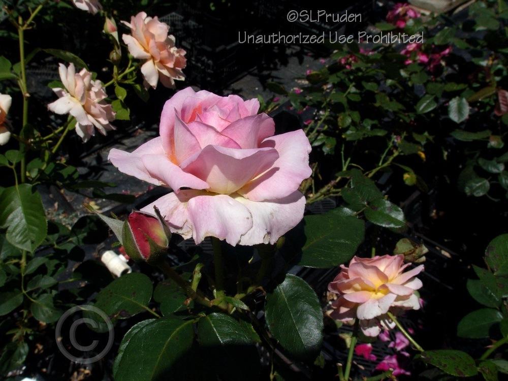 Photo of Rose (Rosa 'Elle') uploaded by DaylilySLP