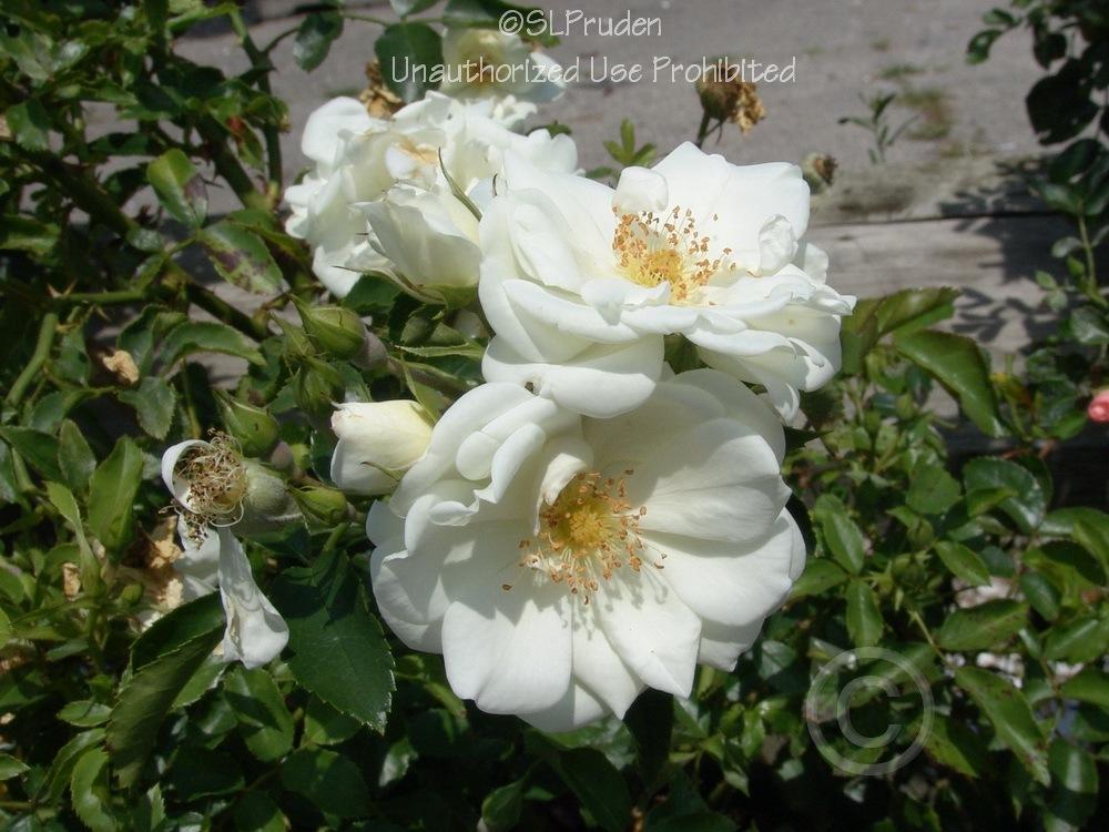 Photo of Groundcover Rose (Rosa 'Flower Carpet White') uploaded by DaylilySLP