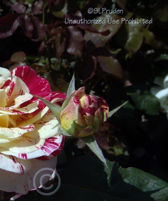 Photo of Rose (Rosa 'George Burns') uploaded by DaylilySLP