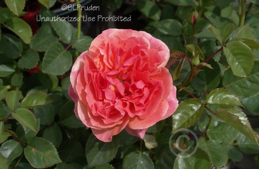 Photo of Rose (Rosa 'Easy Does It') uploaded by DaylilySLP