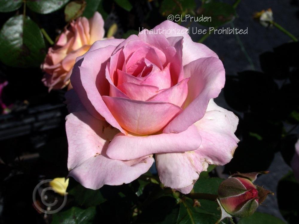 Photo of Rose (Rosa 'Elle') uploaded by DaylilySLP