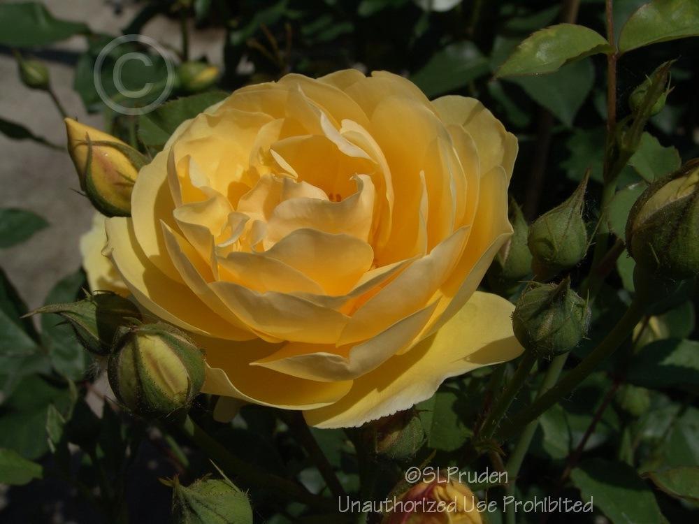 Photo of Rose (Rosa 'Graham Thomas') uploaded by DaylilySLP