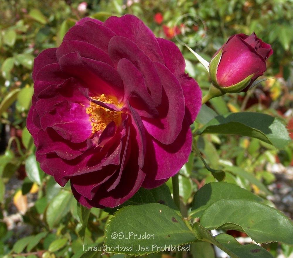 Photo of Rose (Rosa 'Ebb Tide') uploaded by DaylilySLP