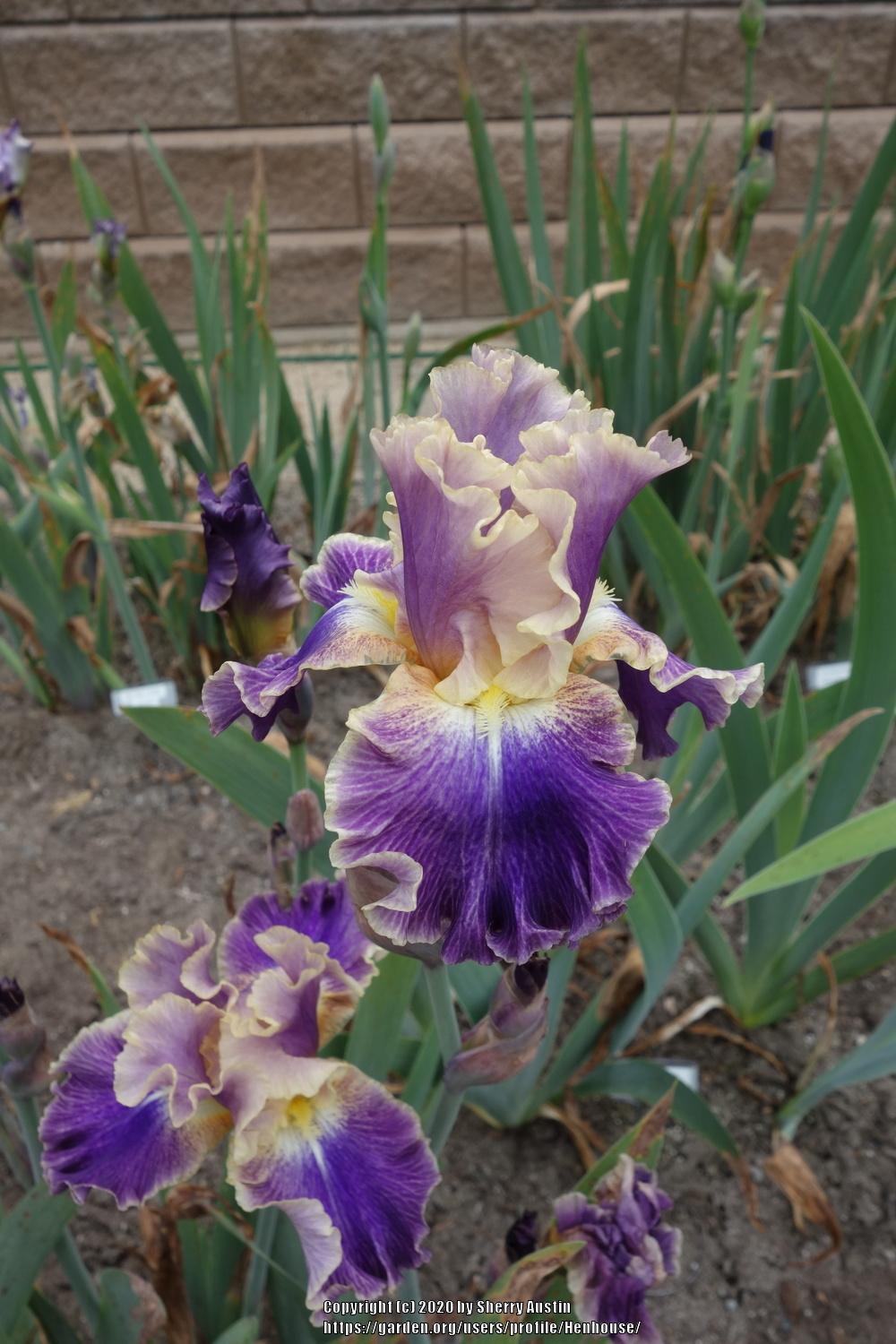 Photo of Tall Bearded Iris (Iris 'Lip Service') uploaded by Henhouse