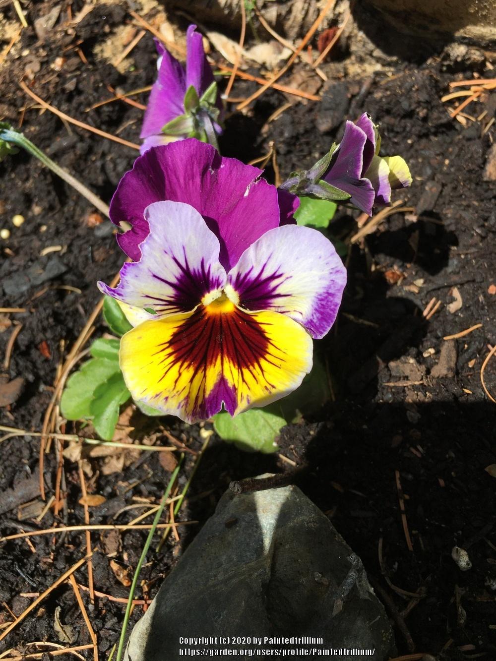 Photo of Violet (Viola cornuta 'Frizzle Sizzle Mix') uploaded by Paintedtrillium