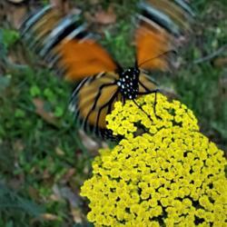 Location: Thomasville, GA USA
Date: 2020-05-07
A newly released #Monarch caught in flight, lighting on the Yarro