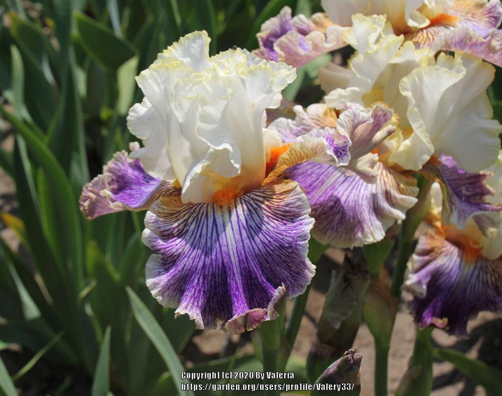 Photo of Tall Bearded Iris (Iris 'Magic Happens') uploaded by Valery33