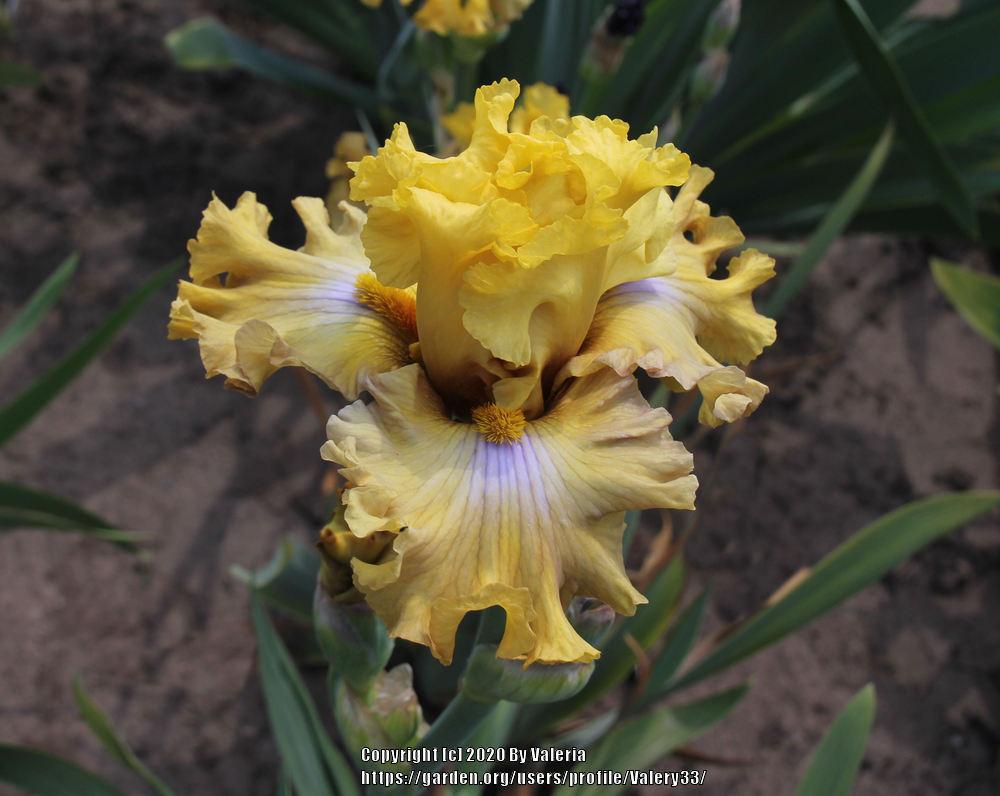 Photo of Tall Bearded Iris (Iris 'Frilled to Bits') uploaded by Valery33