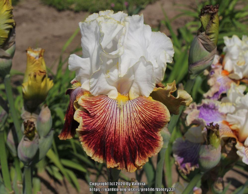 Photo of Tall Bearded Iris (Iris 'Scatterbrain') uploaded by Valery33