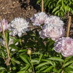 Location: Peony Garden at Nichols Arboretum, Ann Arbor, Michigan
Date: 2019-06-07
Blooms on Noémie Demay range from all white to all pink, with va