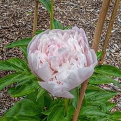 Location: Peony Garden at Nichols Arboretum, Ann Arbor, Michigan
Date: 2018-06-02
Red streaks beginning to show in a partially opened bloom