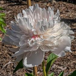 Location: Peony Garden at Nichols Arboretum, Ann Arbor, Michigan
Date: 2018-06-04
Most blooms have lower crown petals that are narrow and highly di