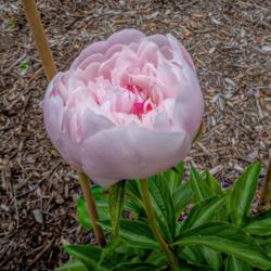 Location: Peony Garden at Nichols Arboretum, Ann Arbor, Michigan
Date: 2018-06-02
The pink of the buds fades as the blooms open.