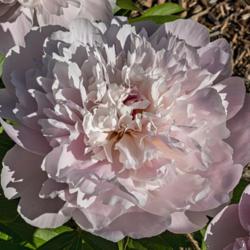 Location: Peony Garden at Nichols Arboretum, Ann Arbor, Michigan
Date: 2019-06-07
Top view of a bloom in its prime.  You can see a hint of cream co