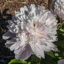 Location: Peony Garden at Nichols Arboretum, Ann Arbor, Michigan
Date: 2019-06-07
Stamens either are not present, or are obscured by densely packed