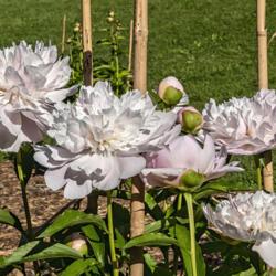 Location: Peony Garden at Nichols Arboretum, Ann Arbor, Michigan
Date: 2019-06-07
Crown heights range from a lot to a little