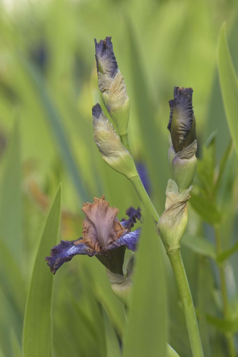 Photo of Intermediate Bearded Iris (Iris 'Flying Circus') uploaded by cliftoncat